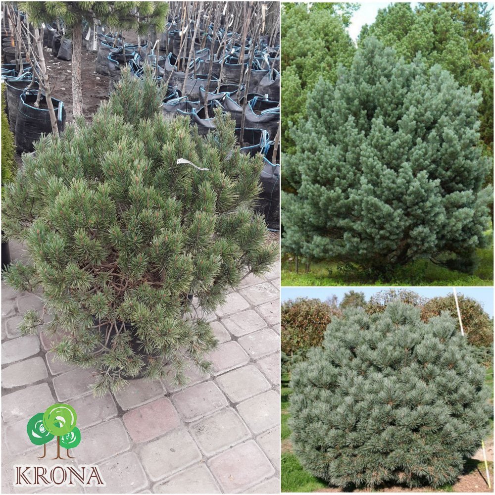 Саджанці купити Сосна звичайна (Pinus sylvestris) "Watereri" / Н70×110 см / контейнер