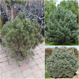 Сосна звичайна (Pinus sylvestris) "Watereri" / Н70×110 см / контейнер