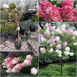 Гортензія волотиста "Ваніла Фрайз" на штамбі/ "Vanille-Freise" (Hydrangea paniculata) / Stam 80-90 см/ контейнер С 5 L