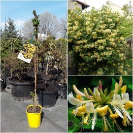 Жимолість кучерява (Lonicera periclymenum) "Graham Thomas" /H 100-110 см/ контейнер