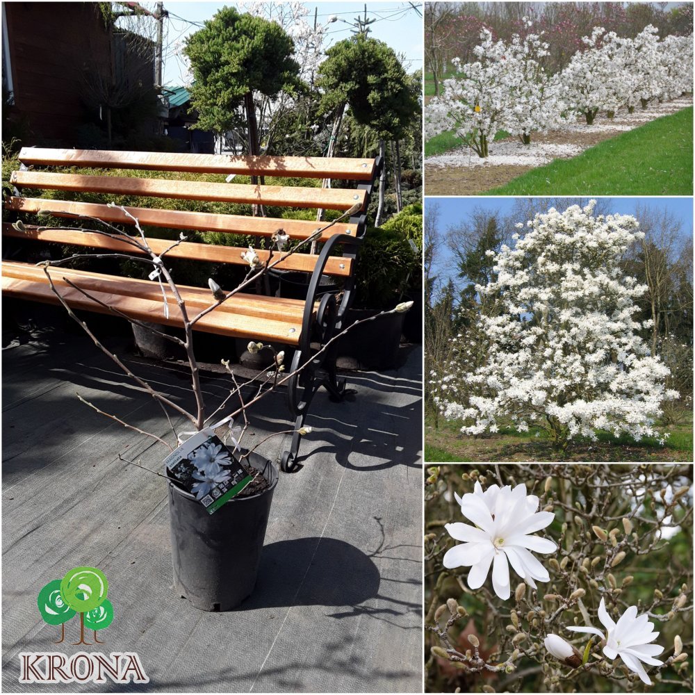 Саджанці купити Магнолія зірчаста (Magnolia stellata)/H 50-60 см/контейнер С7 L