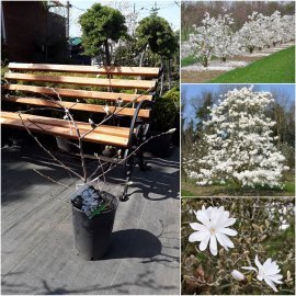 Магнолія зірчаста (Magnolia stellata)/H 50-60 см/контейнер С7 L