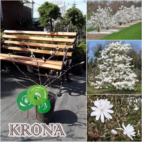Саджанці купити Магнолія зірчаста (Magnolia stellata)/H 50-60 см/контейнер С7 L