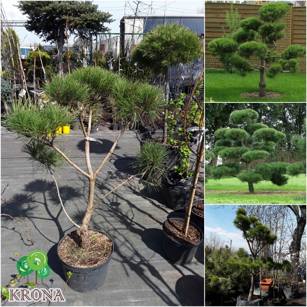 Саджанці купити Сосна густокольорова (Pinus densiflora) "Compacta" Ніваки /H 80хD100 см/контейнер