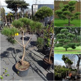 Сосна густокольорова (Pinus densiflora) "Compacta" Ніваки /H 80хD100 см/контейнер