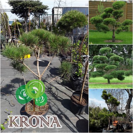 Саджанці купити Сосна густокольорова (Pinus densiflora) "Compacta" Ніваки /H 80хD100 см/контейнер
