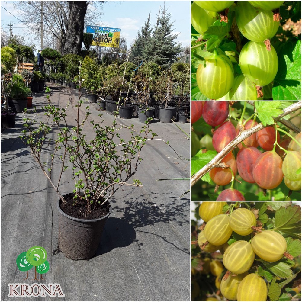 Саджанці купити Аґрус (Ribes uva-crispa) сорти/контейнер С7 L
