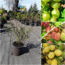 Аґрус (Ribes uva-crispa) сорти/контейнер С7 L