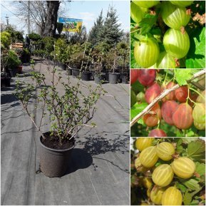 Аґрус (Ribes uva-crispa) сорти/контейнер С7 L