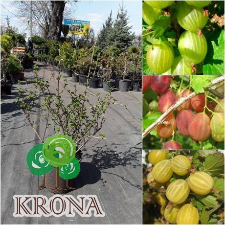 Саджанці купити Аґрус (Ribes uva-crispa) сорти/контейнер С7 L