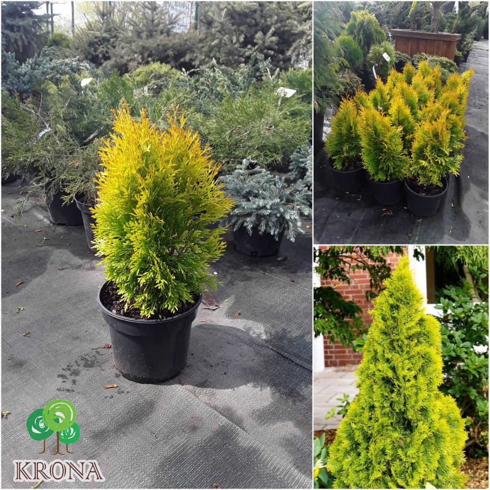 Саджанці купити Туя західна "Golden Smaragd"/Голден Смарагд/H 45-55 см / контейнер C5 L