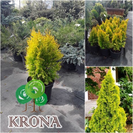 Саджанці купити Туя західна "Golden Smaragd"/Голден Смарагд/H 45-55 см / контейнер C5 L