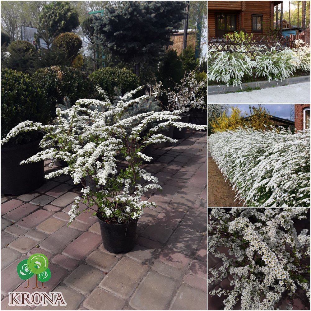 Саджанці купити Спірея сіра (Spiraea cinerea) "Grefsheim" / контейнер C3, C5 L