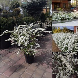 Спірея сіра (Spiraea cinerea) "Grefsheim" / контейнер C3, C5 L