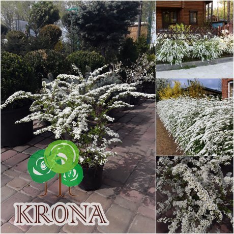Саджанці купити Спірея сіра (Spiraea cinerea) "Grefsheim" / контейнер C3, C5 L