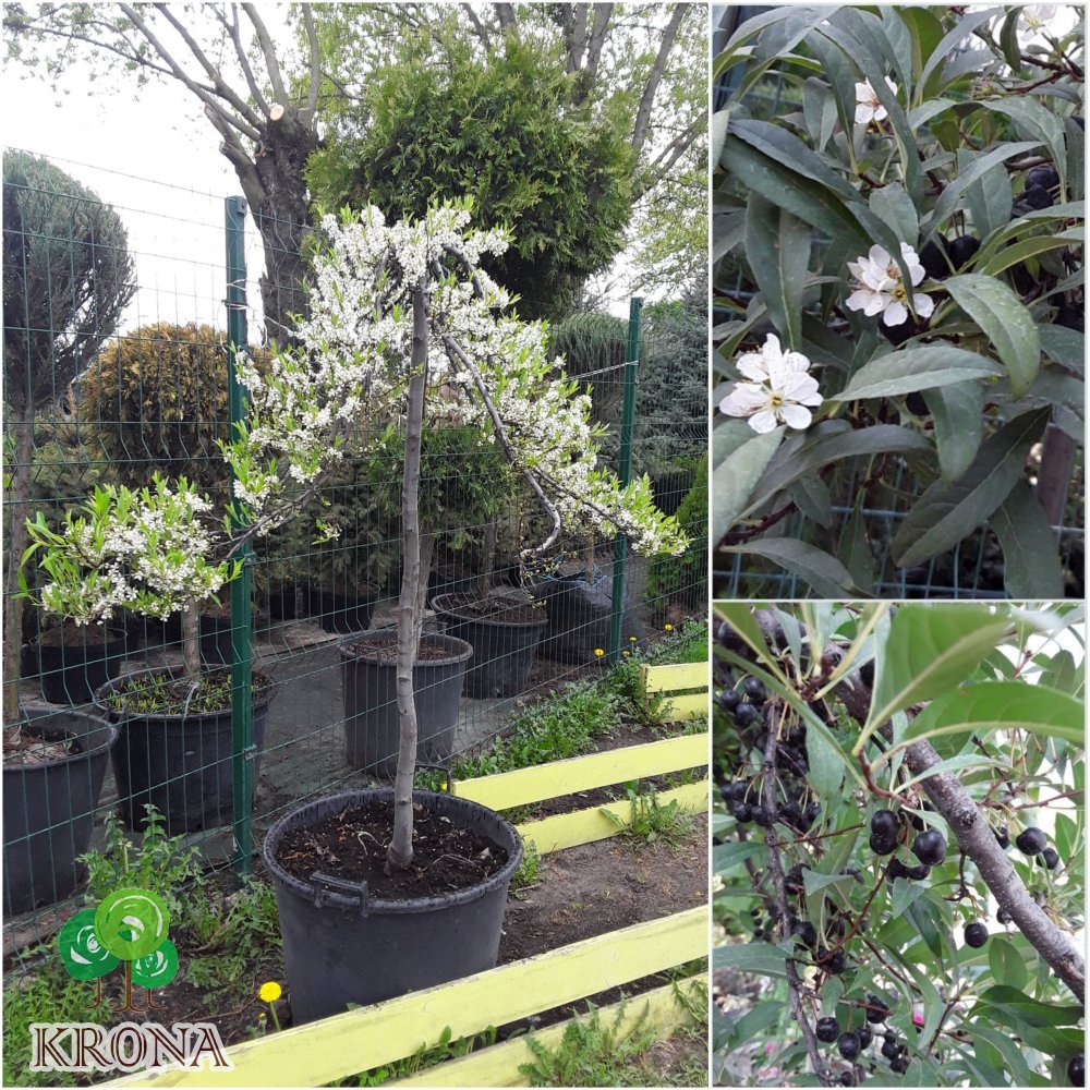Саджанці купити Приземиста слива (Prunus pumila) ''Depressa'' плакуча форма /Stam130-150 см/АЛЕ 8-10 см/контейнер