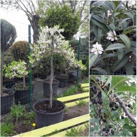 Приземиста слива (Prunus pumila) ''Depressa'' плакуча форма /Stam130-150 см/АЛЕ 8-10 см/контейнер