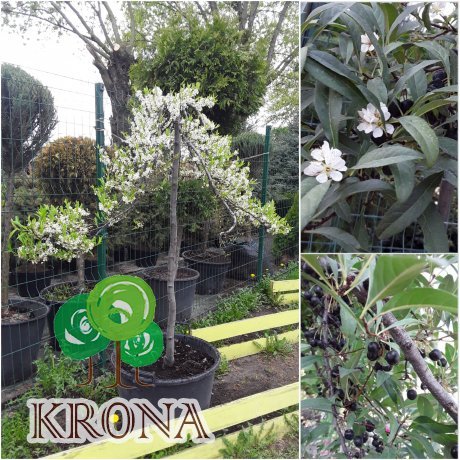 Саджанці купити Приземиста слива (Prunus pumila) ''Depressa'' плакуча форма /Stam130-150 см/АЛЕ 8-10 см/контейнер