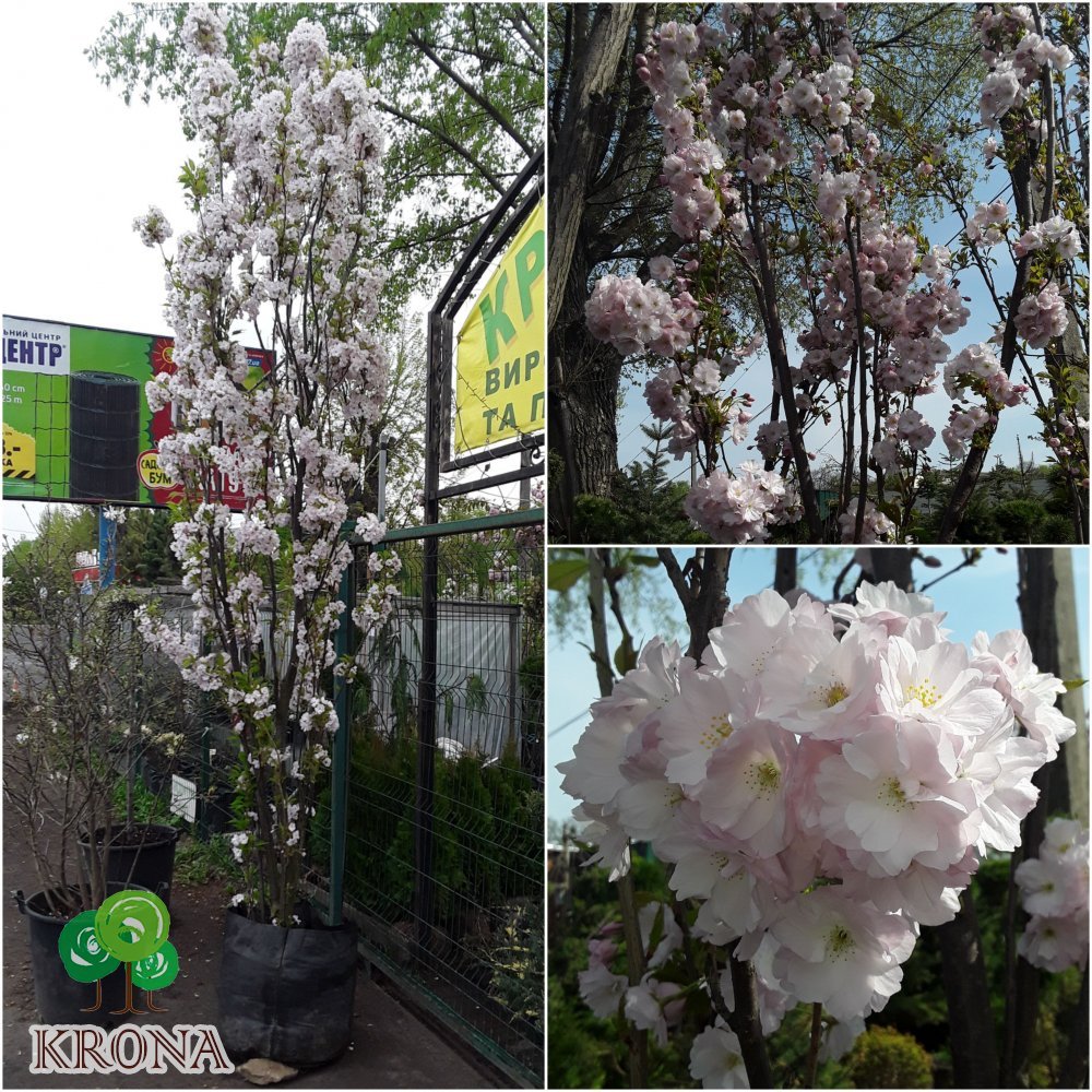 Саджанці купити Сакура (Prunus serrulata) "Amanogawa" /H 400+ см/НО 25-30 см/ ком