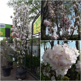 Сакура (Prunus serrulata) "Amanogawa" /H 400+ см/НО 25-30 см/ ком