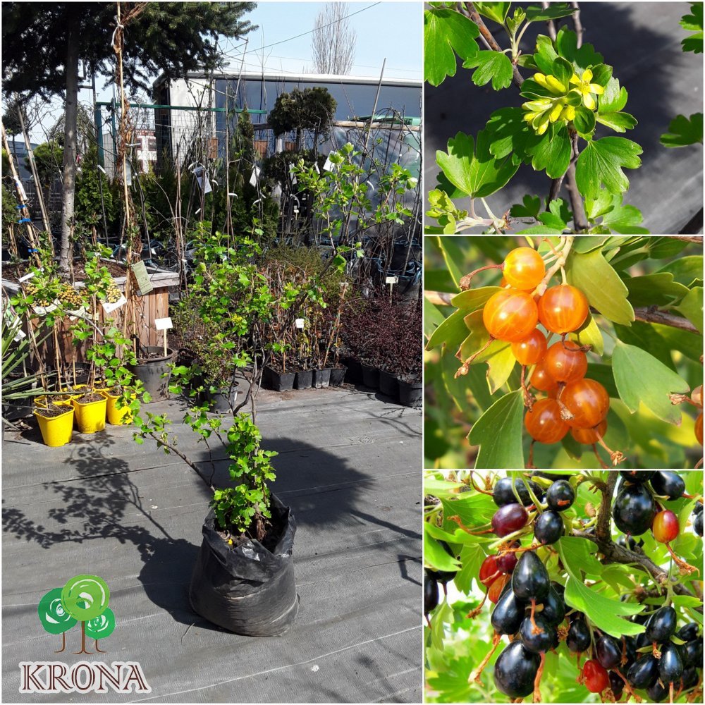 Саджанці купити Смородина золотиста (Ribes aureum) / 4 роки / контейнер