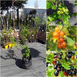 Смородина золотиста (Ribes aureum) / 4 роки / контейнер