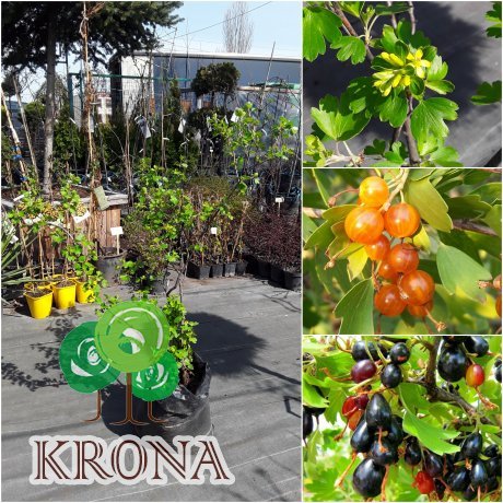 Саджанці купити Смородина золотиста (Ribes aureum) / 4 роки / контейнер