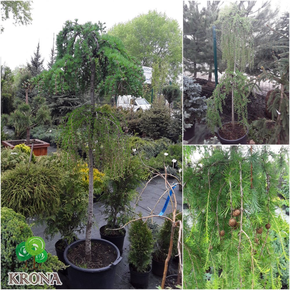 Саджанці купити Модрина європейська (Larix decidua) "Pendula" / 2 Stam / Н160-180 см / контейнер