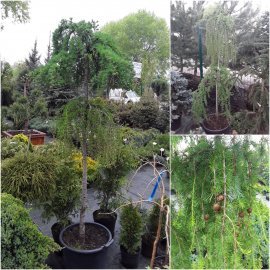 Модрина європейська (Larix decidua) "Pendula" / 2 Stam / Н160-180 см / контейнер