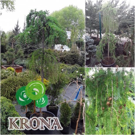 Саджанці купити Модрина європейська (Larix decidua) "Pendula" / 2 Stam / Н160-180 см / контейнер