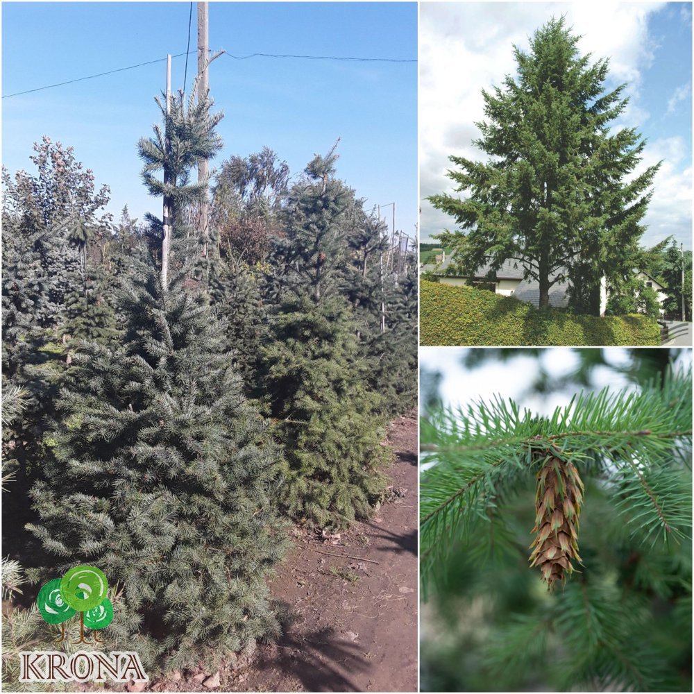 Саджанці купити Псевдотсуга Мензиса  (Pseudotsuga menziesii) / H200 см / ком