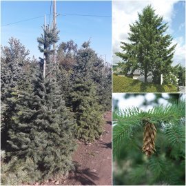 Псевдотсуга Мензиса  (Pseudotsuga menziesii) / H200 см / ком