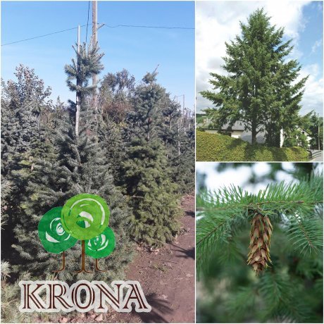 Саджанці купити Псевдотсуга Мензиса  (Pseudotsuga menziesii) / H200 см / ком