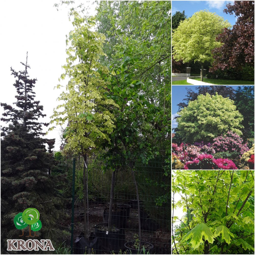 Саджанці купити Клен гостролистий (Acer platanoides) ''Drummondii" /Н 300-350 см/НО 11-13 см/ком