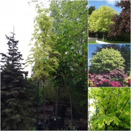 Клен гостролистий (Acer platanoides) ''Drummondii" /Н 300-350 см/НО 11-13 см/ком Клен гостролистий (Acer platanoides) ''Drummondii" /Н 300-350 см/НО 11-13 см/ком