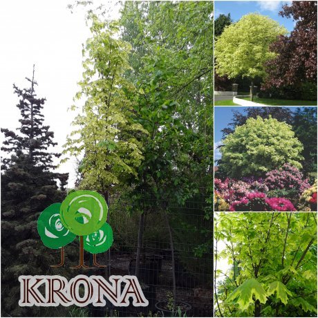 Саджанці купити Клен гостролистий (Acer platanoides) ''Drummondii" /Н 300-350 см/НО 11-13 см/ком