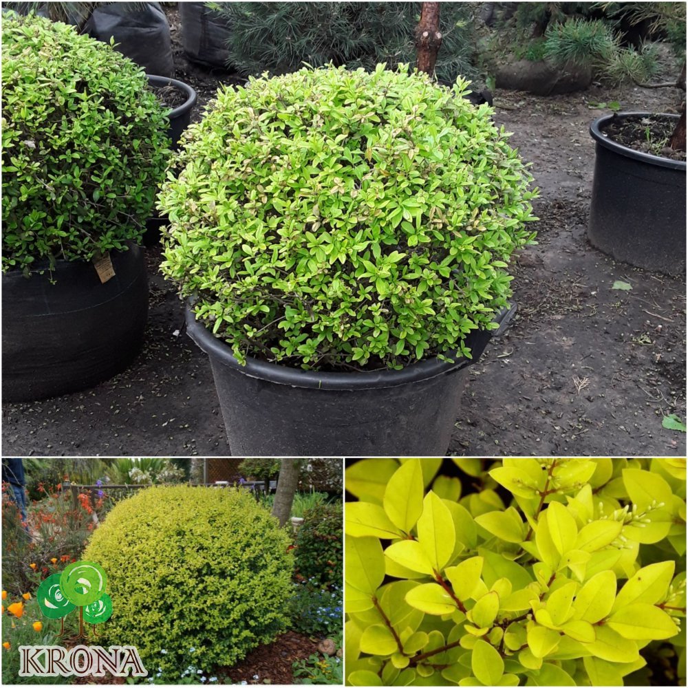 Саджанці купити Бірючина гібридна (Ligustrum vicaryi) куля/D 100 см/кому