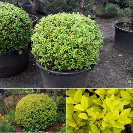 Бірючина гібридна (Ligustrum vicaryi) куля/D 100 см/кому