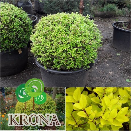 Саджанці купити Бірючина гібридна (Ligustrum vicaryi) куля/D 100 см/кому