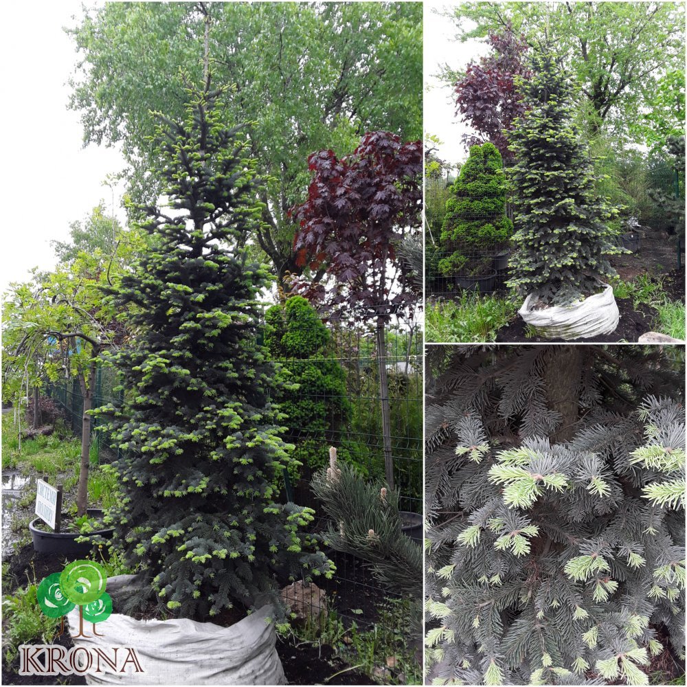 Саджанці купити Ялиця гірська (Abies lasiocarpa) "Argentea" / H 350 см / контейнер