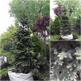 Ялиця гірська (Abies lasiocarpa) "Argentea" / H 350 см / контейнер