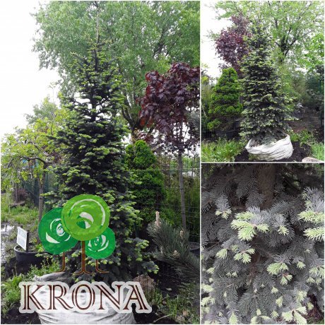 Саджанці купити Ялиця гірська (Abies lasiocarpa) "Argentea" / H 350 см / контейнер
