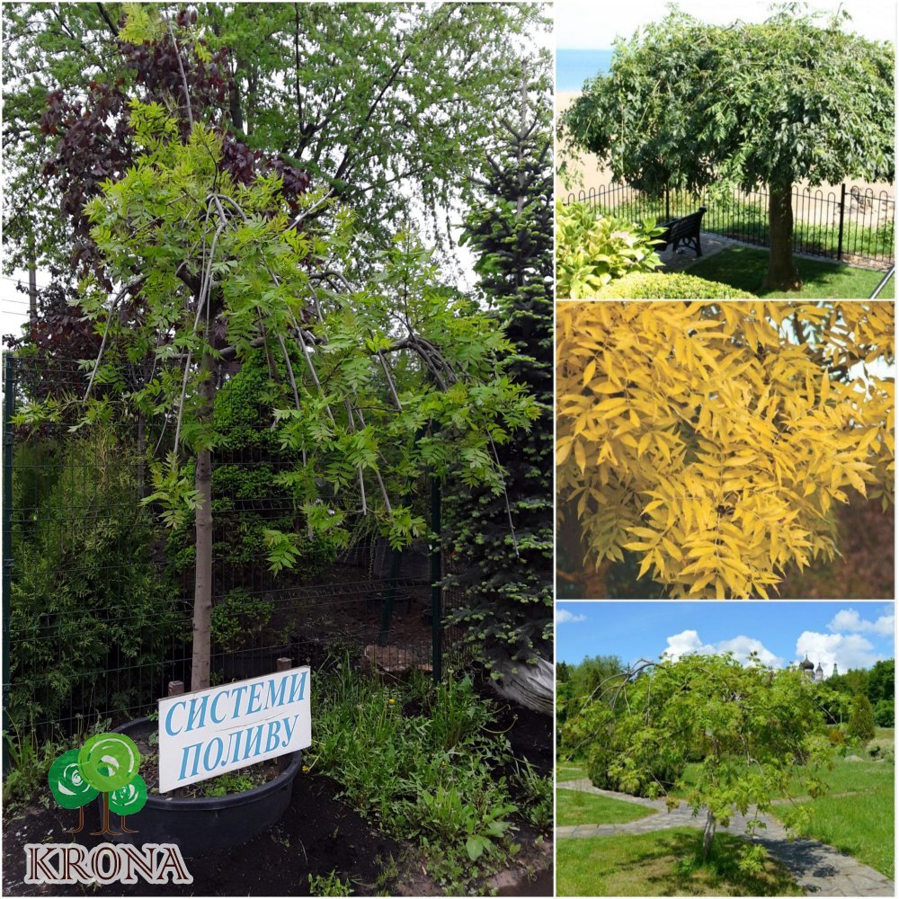 Саджанці купити Ясен звичайний (Fraxinus excelsior) "Pendula" / Stam160-190см / НО20-22см / контейнер