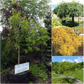 Ясен звичайний (Fraxinus excelsior) "Pendula" / Stam160-190см / НО20-22см / контейнер