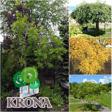 Саджанці купити Ясен звичайний (Fraxinus excelsior) "Pendula" / Stam160-190см / НО20-22см / контейнер