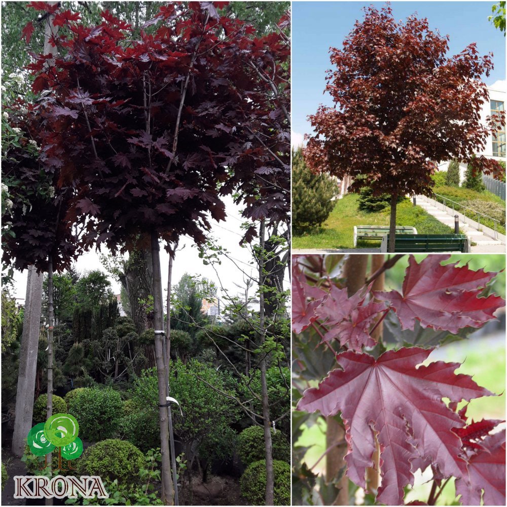 Саджанці купити Клен гостролистий (Acer platanoides) "Crimson Sentry" / Stam200см/НО14-16см /контейнер