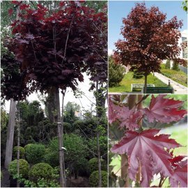 Клен гостролистий (Acer platanoides) "Crimson Sentry" / Stam200см/НО14-16см /контейнер Клен гостролистий (Acer platanoides) "Crimson Sentry" / Stam200см/НО14-16см /контейнер
