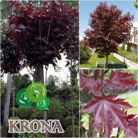 Саджанці купити Клен гостролистий (Acer platanoides) "Crimson Sentry" / Stam200см/НО14-16см /контейнер