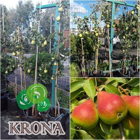 Саджанці купити Груша "Олександрівська" /4 роки/ big bag