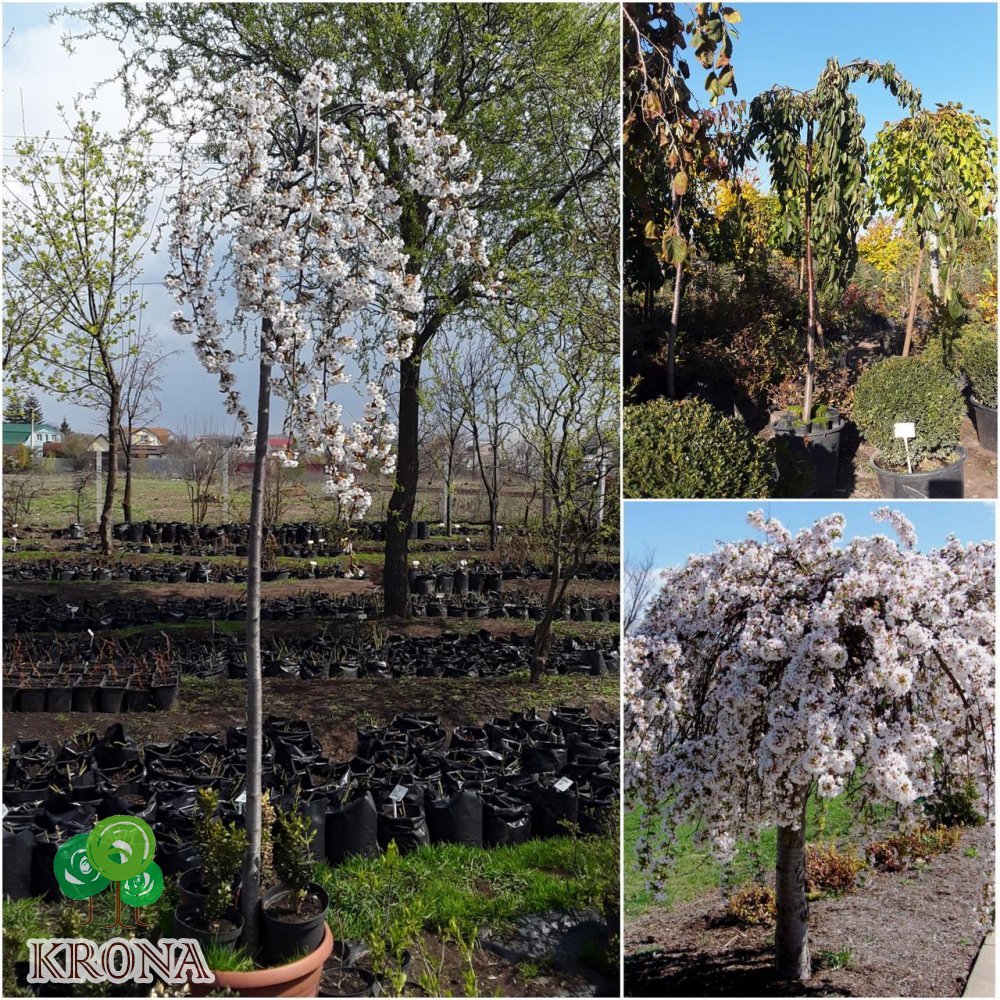Саджанці купити Вишня дрібнопильчаста / сакура (Prunus serrulata) / Stam 170-180 см/АЛЕ 7-8 см/ контейнер